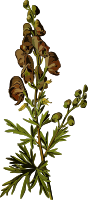 Wolfsbane (smaller file)