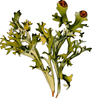 Iceland moss (detailed)