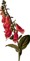 Foxglove (detailed)