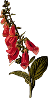 Foxglove (smaller file)