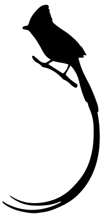 Long Tailed Bird Silhouette