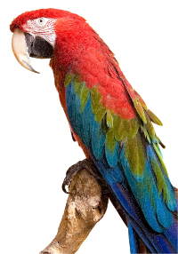 Colorful Parrot
