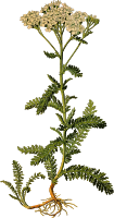 Yarrow (detailed)