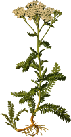 Yarrow (smaller file)