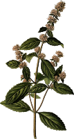 Peppermint (detailed)