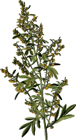 Wormwood (detailed)