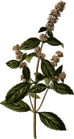 Peppermint (smaller file)