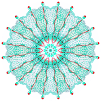 Siphonophorae 26