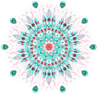 Siphonophorae 35