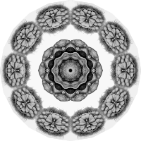 Chiroptera 1