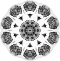 Chiroptera 2