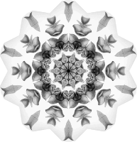 Chiroptera 3