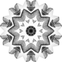 Chiroptera 4