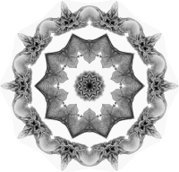 Chiroptera 5