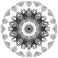 Chiroptera 6
