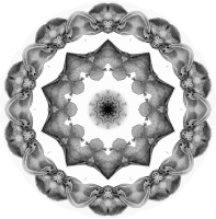 Chiroptera 7