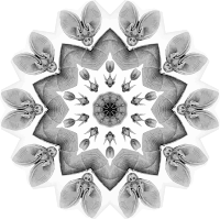 Chiroptera 8