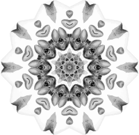 Chiroptera 9