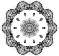 Chiroptera 10