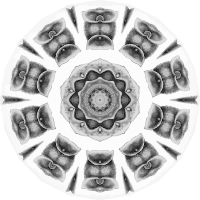Chiroptera 11