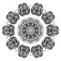 Chiroptera 12