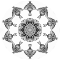 Chiroptera 13
