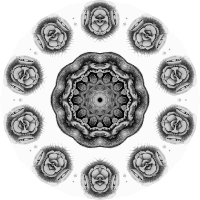 Chiroptera 20