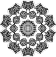 Chiroptera 14