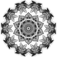 Chiroptera 18