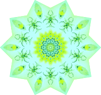 Polycyttaria 19