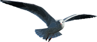 Seagull