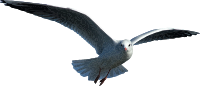 Seagull (detailed)