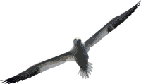 Gannet