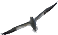Gannet (detailed)