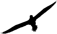 Gannet (silhouette)