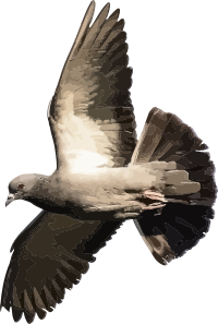 Pigeon