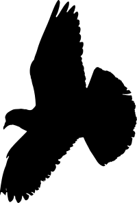 Pigeon (silhouette)