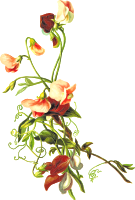 Flower 54
