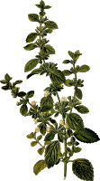 Lemon balm (detailed)
