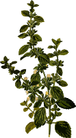 Lemon balm (smaller file)