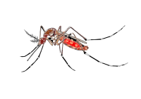 cartoon mosquito spreading Aedes aegypti