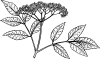 Elderberry