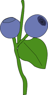 blueberry