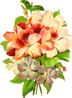 Pelargonium