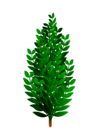 Bush