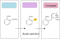 Drug Metabolism