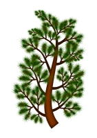 Pine tree branch
