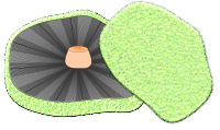 Portobello Mushroom