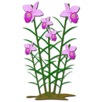Arundina