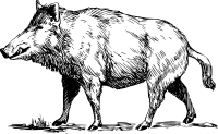 Boar